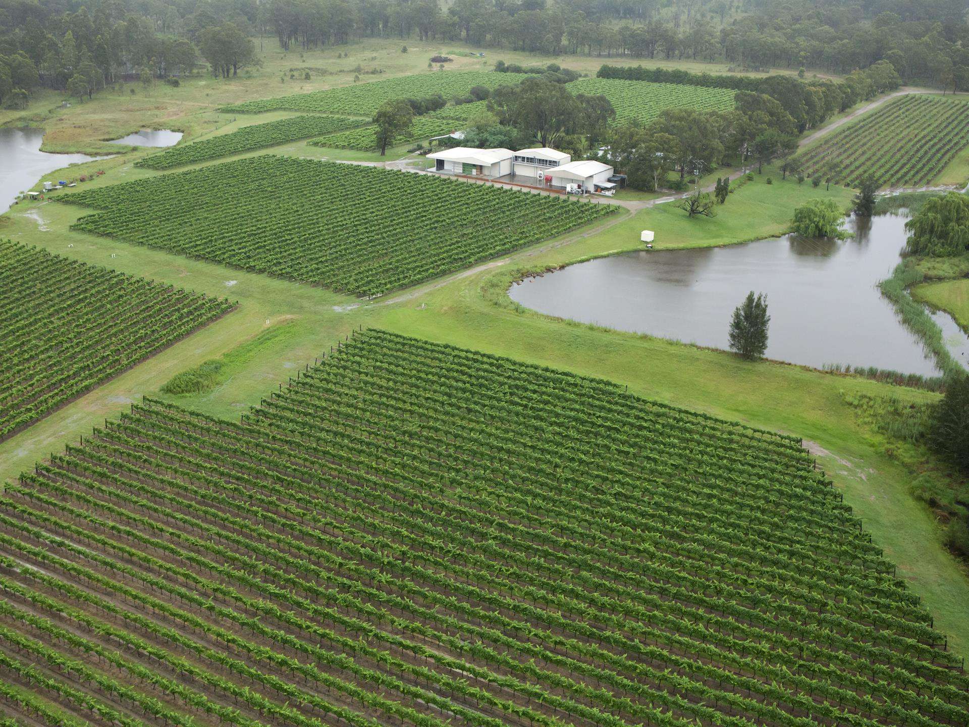 David Hook Wines - Pothana Vineyard, Belford, HUNTER VALLEY NSW, Belford - Image 1