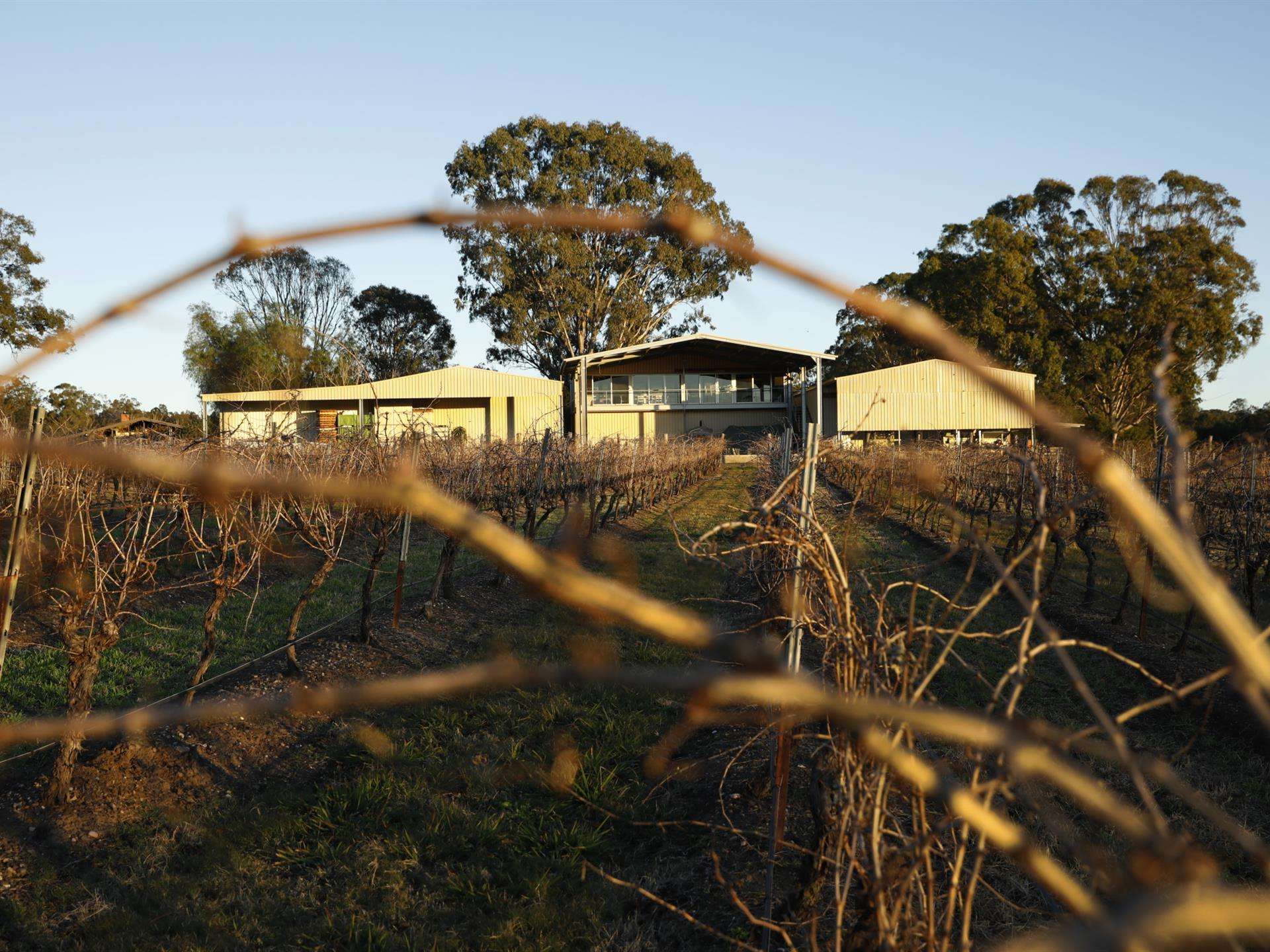 David Hook Wines - Pothana Vineyard, Belford, HUNTER VALLEY NSW, Belford - Thumbnail 3