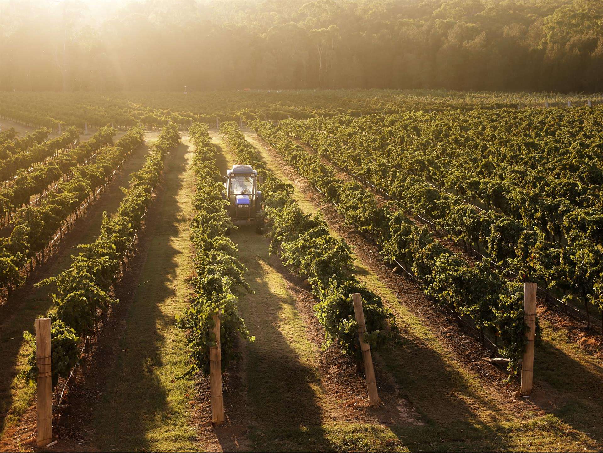 David Hook Wines - Pothana Vineyard, Belford, HUNTER VALLEY NSW, Belford - Thumbnail 5
