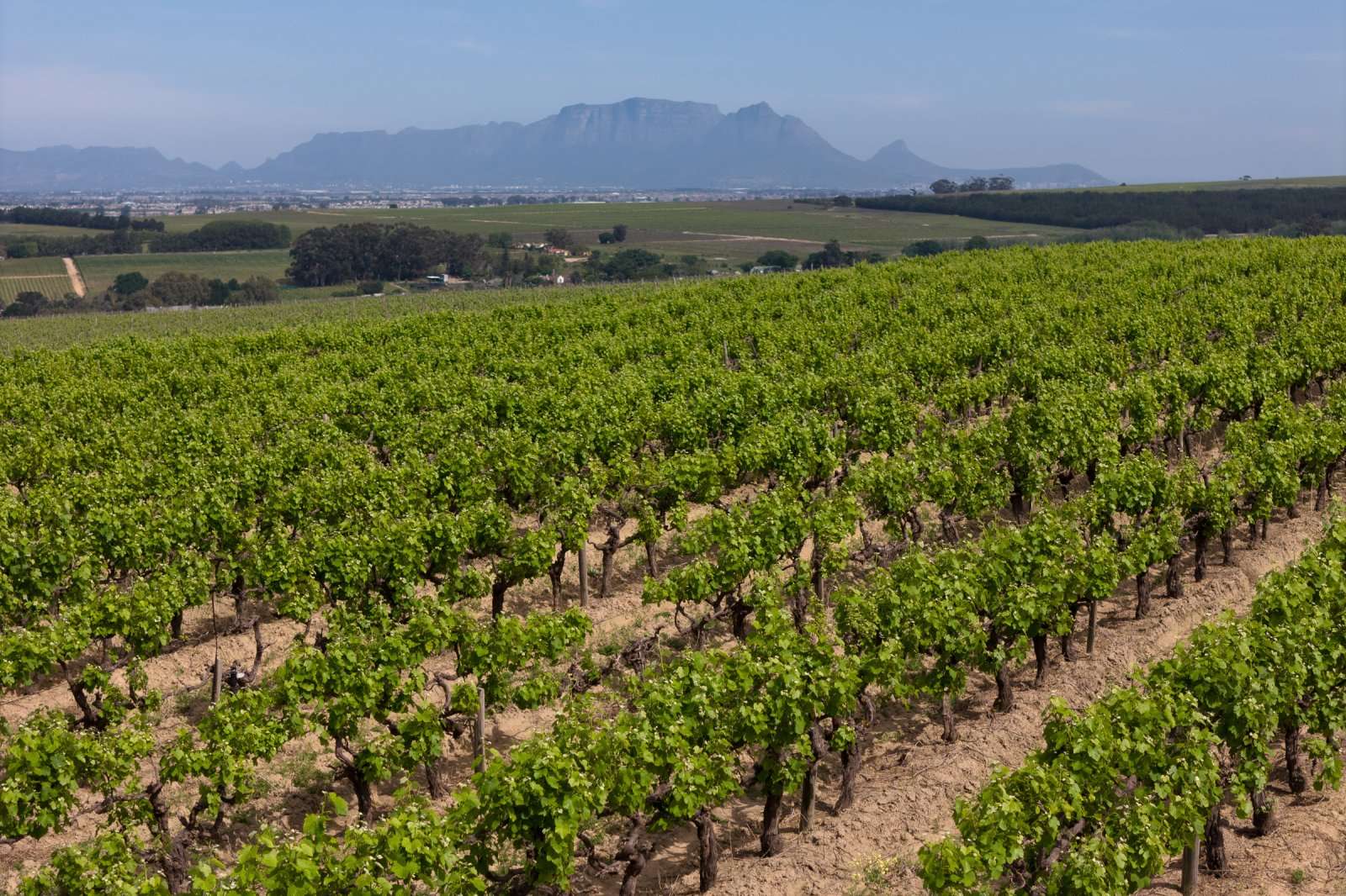 Stellenbosch Wine Farm, Vlaeberg Road, Stellenbosch, Western Cape